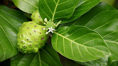 Health benefits of noni fruits