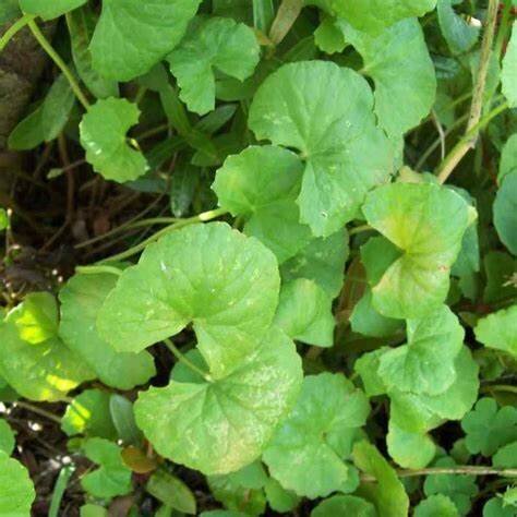 Vallarai Keerai health benefits and uses